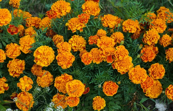 Marigolds brilhantemente laranja em um canteiro de flores em uma aldeia . — Fotografia de Stock