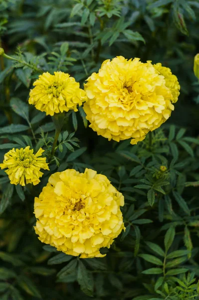 Bright yellow marigolds on a flowerbed in a village. — Stock Photo, Image