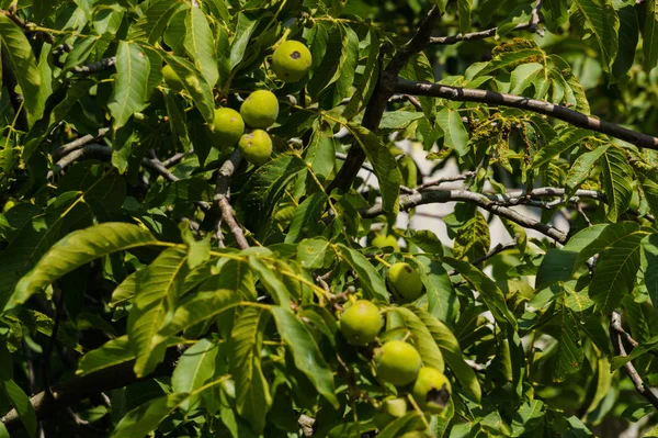 Větve se stále zelenými vlašskými ořechy na vlašských ořech — Stock fotografie