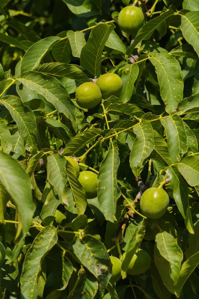 Bir ceviz üzerinde hala yeşil ceviz ile Dalları