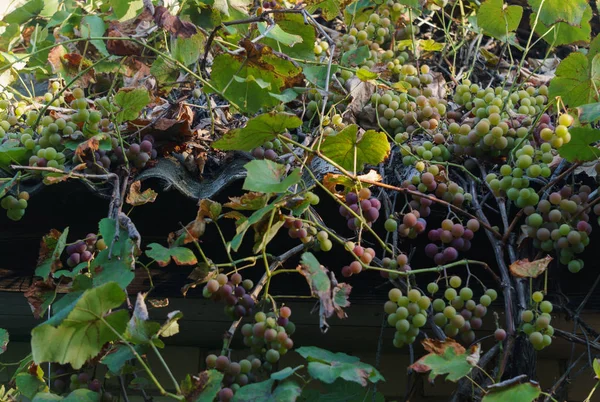 Plantes mûres de vin blanc dans le vignoble. Gros plan sur les nouvelles cultures . — Photo