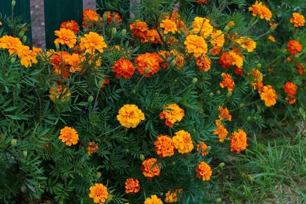 Marigolds brilhantemente laranja em um canteiro de flores em uma aldeia . — Fotografia de Stock