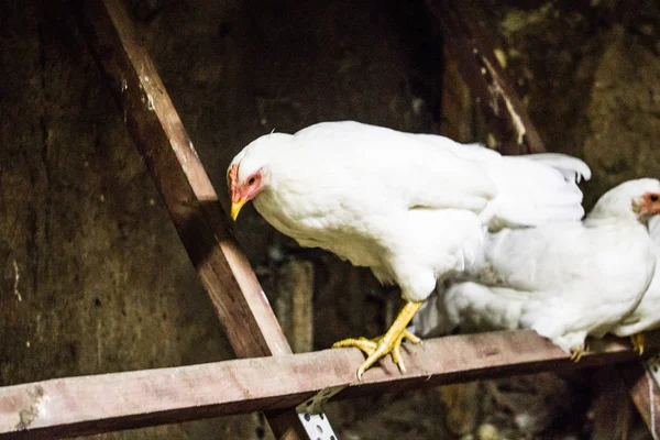 Weiße Hühner bereiten sich darauf vor, in einem Hühnerstall zu schlafen. — Stockfoto