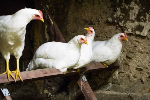 Weiße Hühner bereiten sich darauf vor, in einem Hühnerstall zu schlafen. — Stockfoto