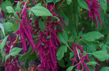 Amaranth çalısı. Amaranth yapraklı sebzeler, tahıllar ve süs bitkileri olarak yetiştirilir. Amaranth tohumları zengin bir protein ve amino asit kaynağıdır..