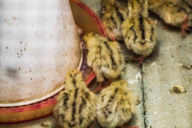 Little chickens hatched quail in a box clipart