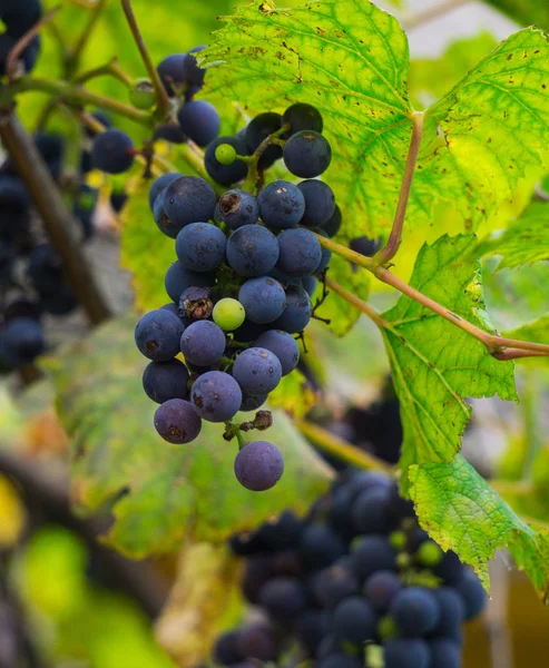 Un racimo de uvas de color azul oscuro en una rama en el jardín . — Foto de Stock
