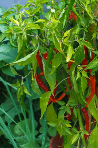 Ein Strauch scharfer roter Paprika auf einem Gartenbeet in einem Garten. — Stockfoto