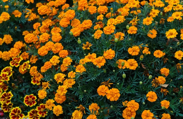 Caléndulas brillantemente anaranjadas en un parterre en un pueblo . — Foto de Stock