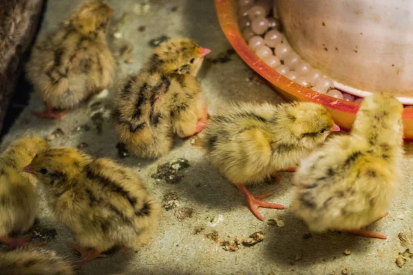 Little chickens hatched quail in a box — Stock Photo, Image