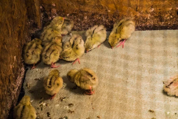 Little chickens hatched quail in a box — Stock Photo, Image