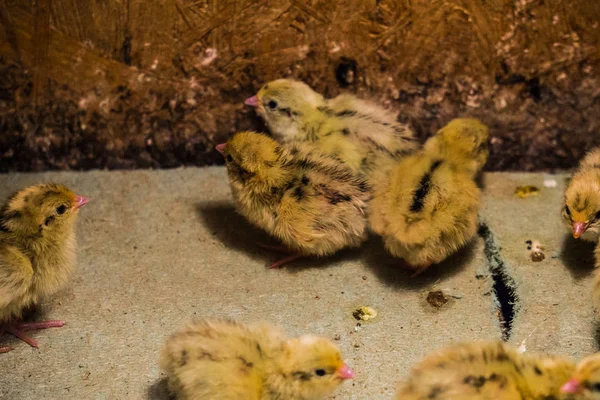 Little chickens hatched quail in a box — Stock Photo, Image