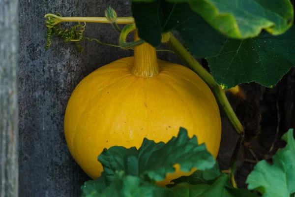 Singola zucca arancia fresca in miniatura appesa a una recinzione . — Foto Stock