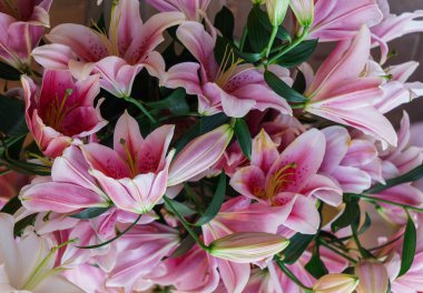 Yumuşak pembe zambak buketi. Parlak çiçeklerin arka planı.