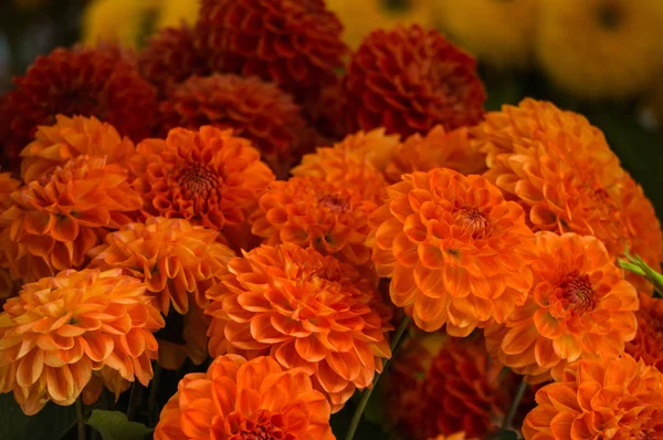 Hermosas flores de dalias naranjas rosadas en un arbusto en el jardín . — Foto de Stock