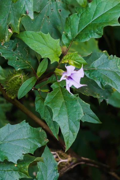 Delicate indian datura flowers. India's natural beauty. — Stock Photo, Image
