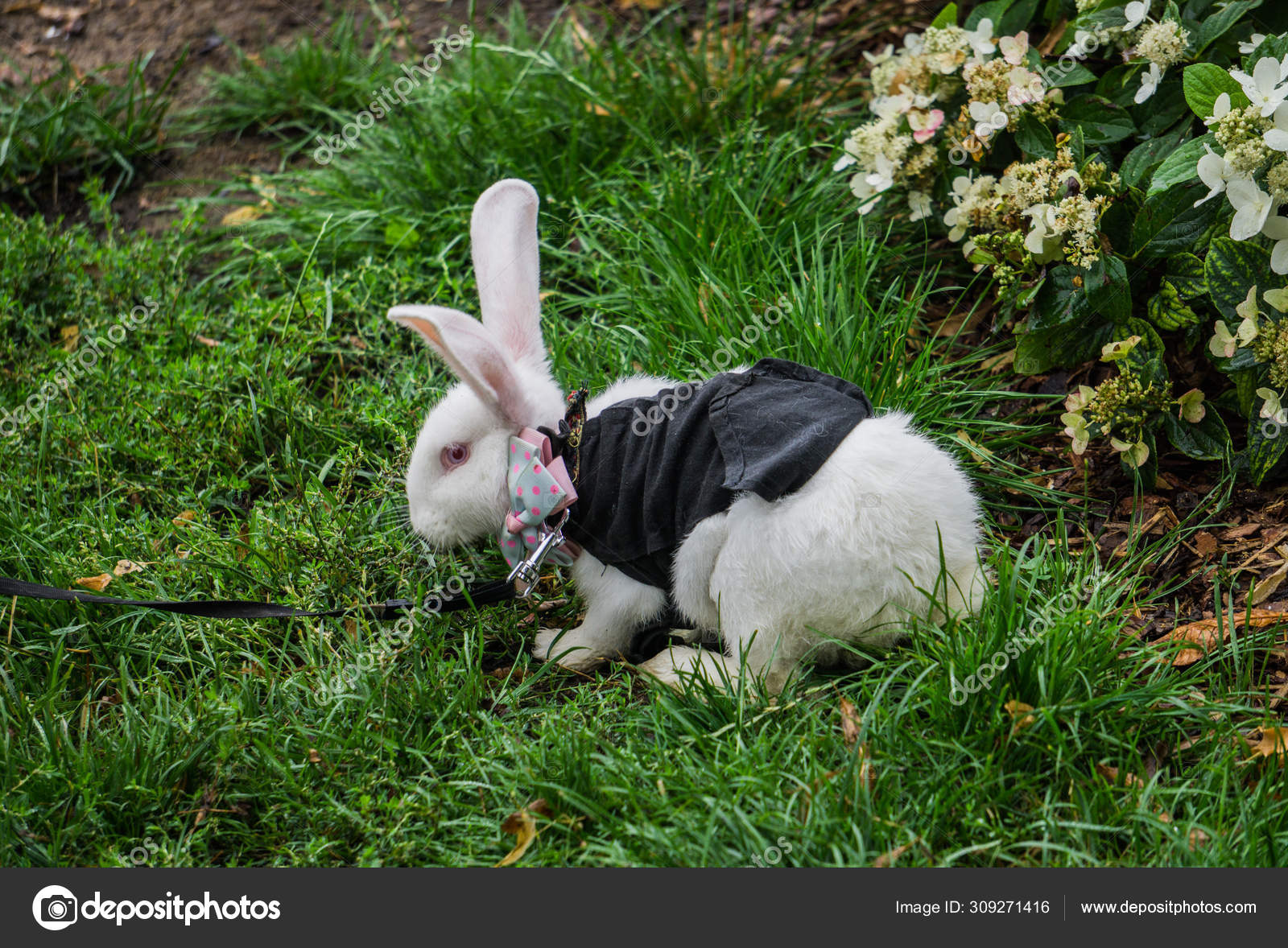 Little decorative rabbit on a leash walks in the park. Stock Photo by