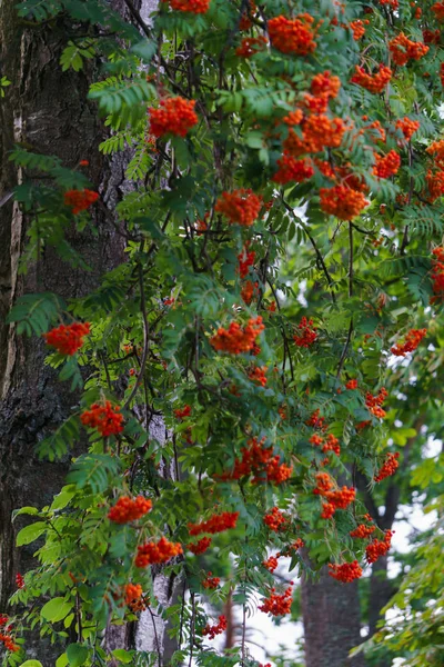 Trossen van Red Mountain Ash Swing op takken van harde winden. Herfst landschap. — Stockfoto