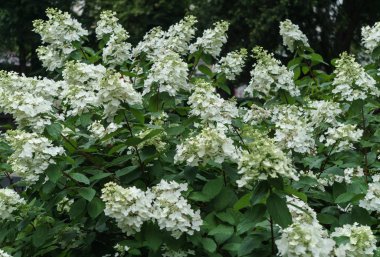 Bir şehir bahçesinde beyaz koni şeklinde ortanca çalılar.