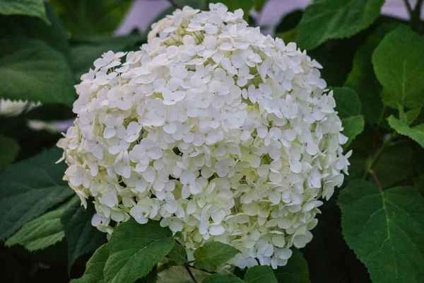 Bushes of a white cone-shaped hydrangea in a city garden. — Stock Photo, Image