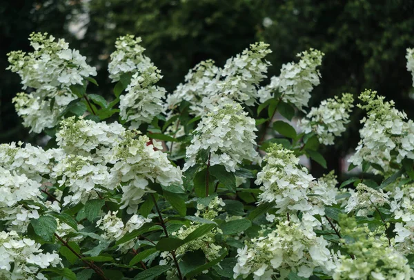 Bushes of a white cone-shaped hydrangea in a city garden. — Stock Photo, Image