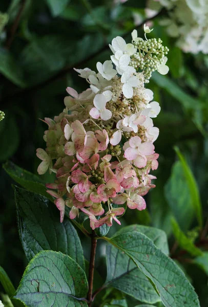 Schöne blassrosa Hortensienblüten in einem Stadtpark. — Stockfoto