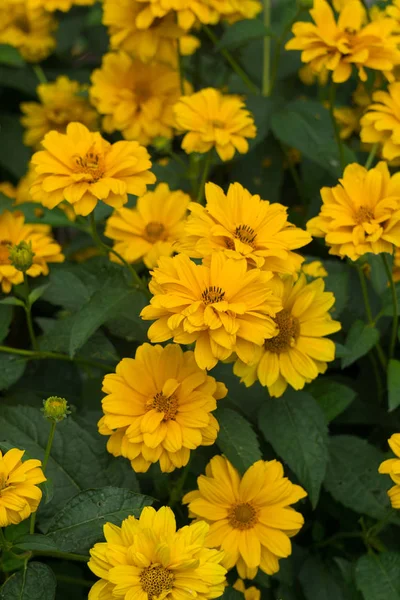 Yellow summer rudbeckia flowers on a flowerbed in a city park — Stock Photo, Image