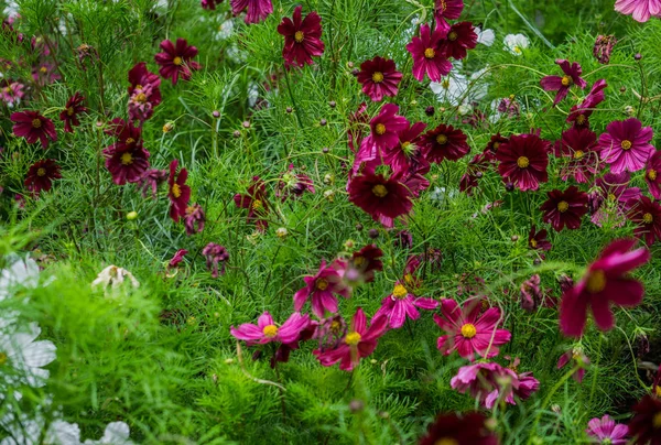 Όμορφα άνθη Βουργουνδίας Κοσμά άνθισαν στον κήπο της πόλης. — Φωτογραφία Αρχείου