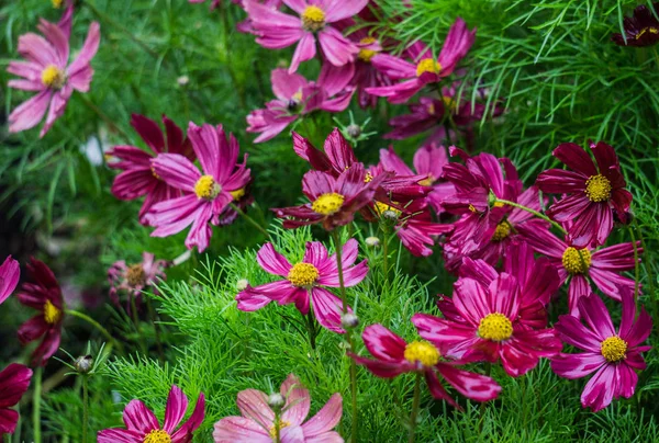 Gyönyörű Burgundia cosmea virágok virágzott a város kertjében. — Stock Fotó