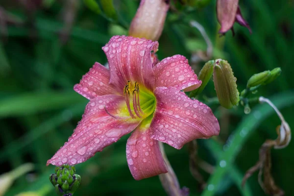 Hermosas flores de azucenas rosadas florecieron en el jardín de la ciudad . —  Fotos de Stock