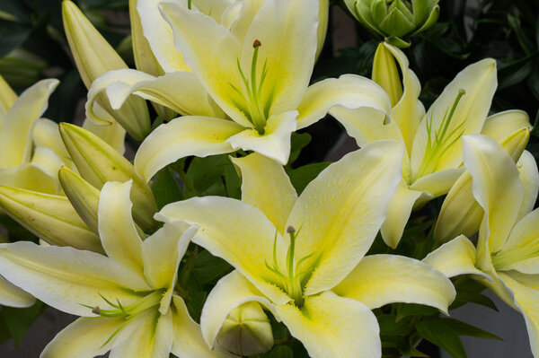 Beautiful bouquet of soft yellow lilies in a vase.