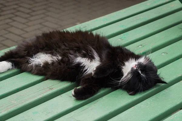 Fekete-fehér macska alszik a padon. — Stock Fotó