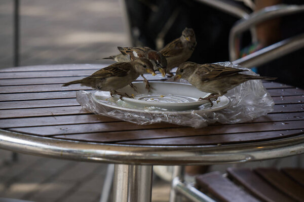 Воробьи сидят на столе и едят. Грязная тарелка с остатками еды после завтрака
.