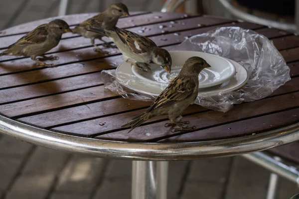 Les moineaux sont assis sur la table et mangent. Assiette sale avec restes après le petit déjeuner . — Photo