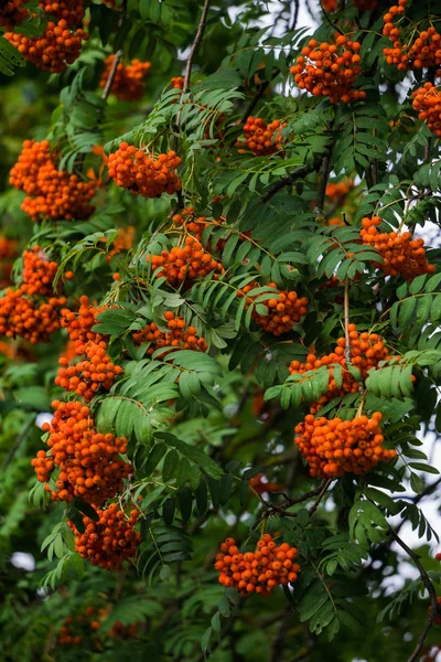 Trauben von roter Eberesche auf Ästen. Herbstlandschaft. — Stockfoto