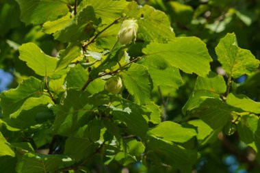 Yeşil yaprakların ortasındaki ağaçta yeşil fındık.
