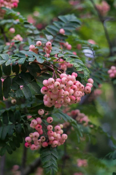 Ovanligt mjukt vit-rosa hybrid fjäll aska i parken. Höstlandskap. — Stockfoto