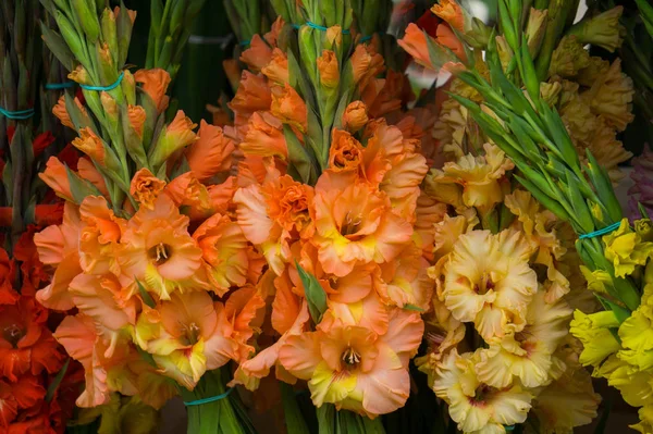 Schöne Sträuße mit bunten Gladiolen in einer Vase. — Stockfoto