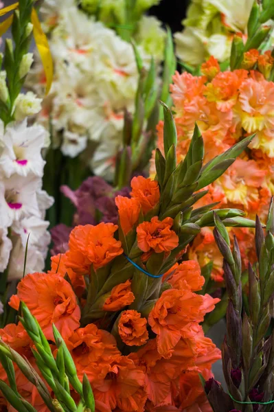 Schöne Sträuße mit bunten Gladiolen in einer Vase. — Stockfoto