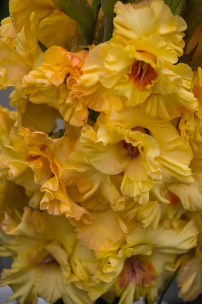 Schöner Strauß leuchtend rosa Gladiolen in einer Vase. — Stockfoto