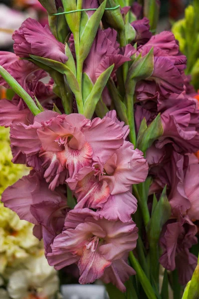 Schöne Sträuße mit bunten Gladiolen in einer Vase. — Stockfoto