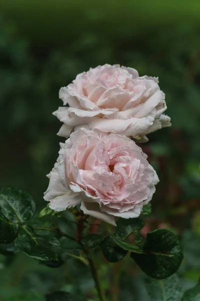 庭の美しい繊細なピンクと白のバラの芽. — ストック写真