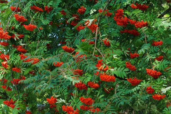 Bunches of red mountain ash on branches. Autumn landscape. — Stock Photo, Image