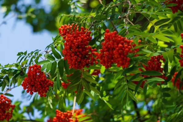 Manojos de ceniza roja de montaña en ramas. Paisaje otoñal . —  Fotos de Stock