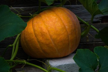 Bir çiftlikte bir sebze bahçesinde büyük turuncu kabak.