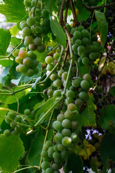 Plantes mûres de vin blanc dans le vignoble. Gros plan sur les nouvelles cultures . — Photo