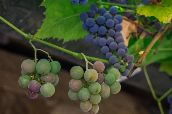 Un racimo de uvas de color azul oscuro en una rama en el jardín . — Foto de Stock