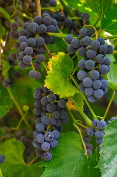 Un bouquet de raisins bleu foncé sur une branche dans le jardin . — Photo