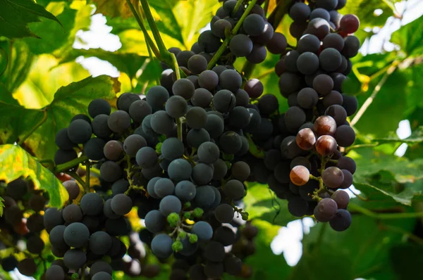 Un racimo de uvas de color azul oscuro en una rama en el jardín . — Foto de Stock