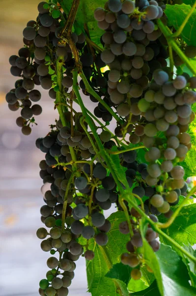 Um monte de uvas azuis escuras em um ramo no jardim . — Fotografia de Stock